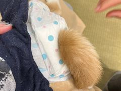 -逗柴咖啡屋·狗咖猫咖宠物桌游