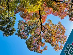 -上海市嘉定区中医医院