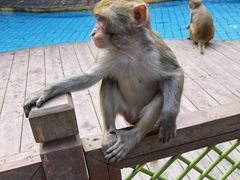 -南湾猴岛+椰田古寨一日游