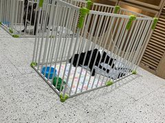 -電力宠物公司(武定路店)