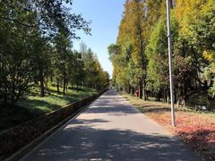 -上海长兴岛郊野公园