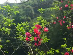-广州市流溪河国家森林公园