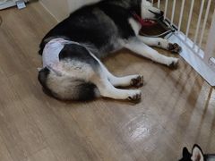 -Husky Go! 哈士奇体验馆·宠物咖啡厅狗咖