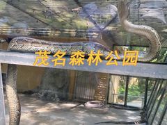 -广东茂名森林公园