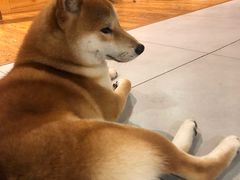 -柴务处·柴犬主题狗咖