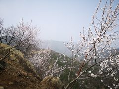 -北京鹫峰国家森林公园