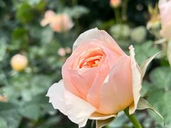 -人民公园(罗湖区)