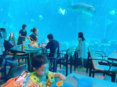 -海棠湾洲际-涛·海底餐厅·美人鱼·自助餐·海底隧道
