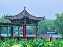 -莲花池公园