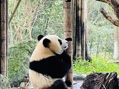 -都江堰中华大熊猫苑