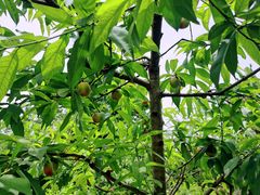 -桃源山庄·水蜜桃采摘·柴火鸡·烧烤团建(龙泉山店)