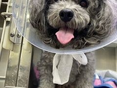 -爱妮康宠物医院·干细胞免疫细胞·肿瘤·心脏(张江店)