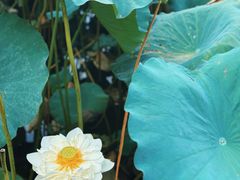 -莲池书院博物馆