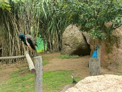 -西霞口神雕山野生动物世界