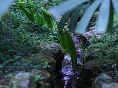 -深圳仙湖植物园