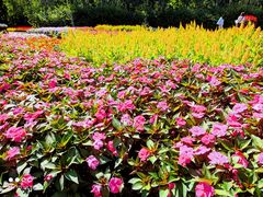 -黑龙江省森林植物园