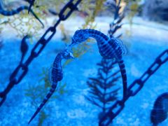 -上海海洋水族馆