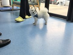 -博特宠物医院24h犬猫全科.骨科·异宠