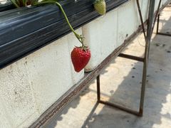 -甜心庄园·甜心草莓采摘园(西青中北店)