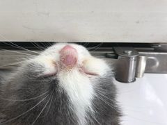 -康成宠物医院24H·CT·核磁共振