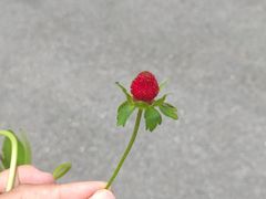 -五女峰国家森林公园