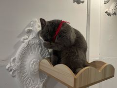 -共舞时光猫咖·狗咖(新街口店)