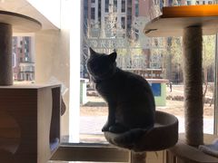 -名猫咖啡馆·撸猫·拼豆