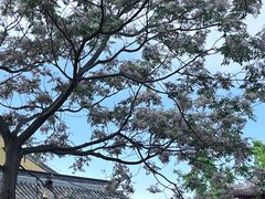 -贡湖湾湿地公园