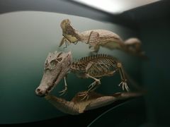 -美国自然历史博物馆