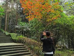 -铁山坪森林公园