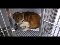 -瑞派动物医院·绝育·犬猫全科·预防医学(光景江南中店)
