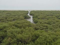 -北海金海湾红树林生态旅游区