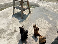 -哈尔滨北方森林动物园