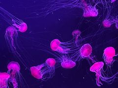 -珠海长隆海洋王国