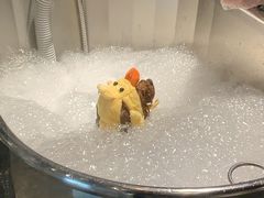 -PETKIT 小佩宠物·低压洗护·美容·寄养(安远店)