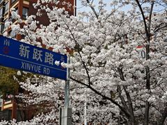 -高东镇樱花园