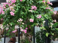 -花神·轻食简餐·咖啡馆·花卉绿植(荷兰花卉小镇店)