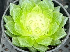 -李村大集