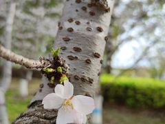 -高东镇樱花园