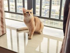 -lincat·猫舍(广州店)