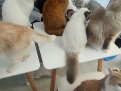 -喵的天空名猫咖啡馆·撸猫·猫舍·用品