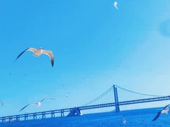 -星海湾跨海大桥