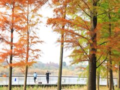 -贡湖湾湿地公园