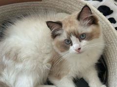 -宠颐生宠物医院·心肾内科·猫专科诊疗中心宠巢店