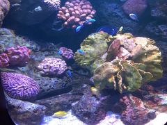 -暹罗海洋世界