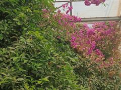 -呀路古热带植物园