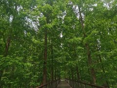 -黄海国家森林公园