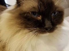 -猫儿山۰猫主题餐厅