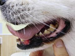 -瑞鹏宠物医院犬猫全科(真大分院)