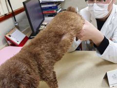 -艾贝尔宠物医院 ·内科全科(梁溪路店)